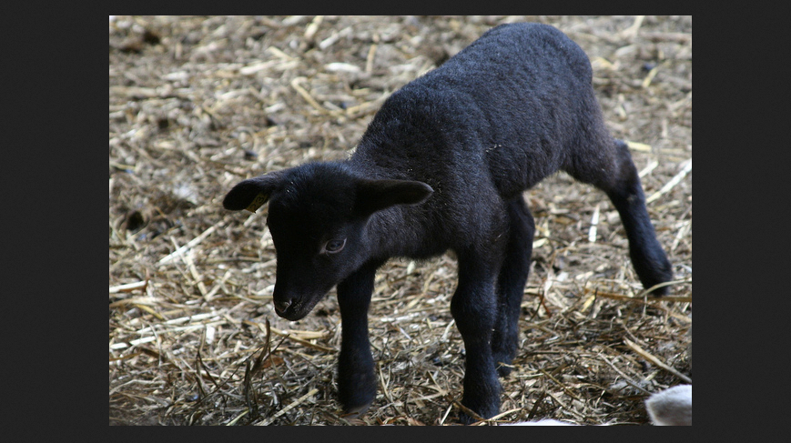 black-lamb